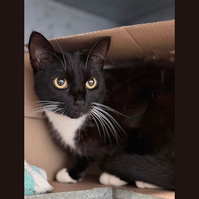 Photo of Pepper