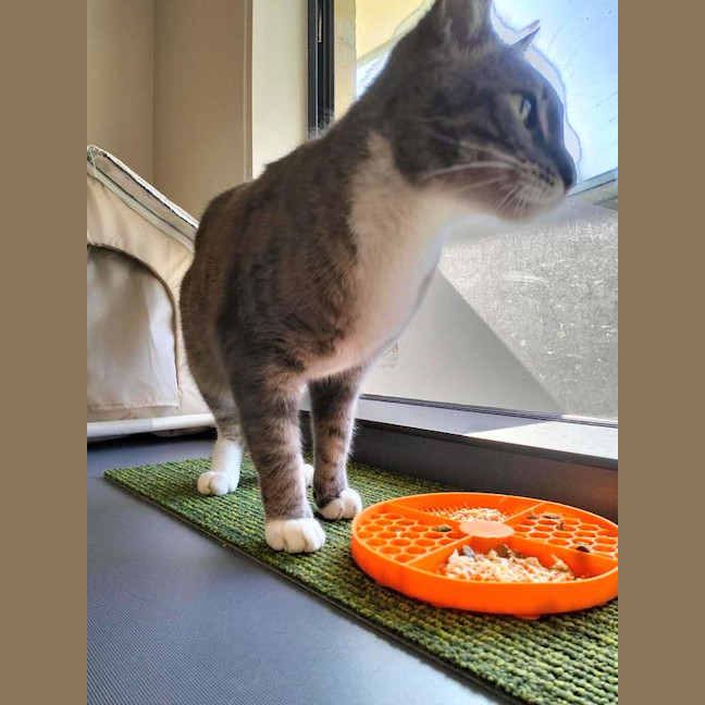 Photo of Grey