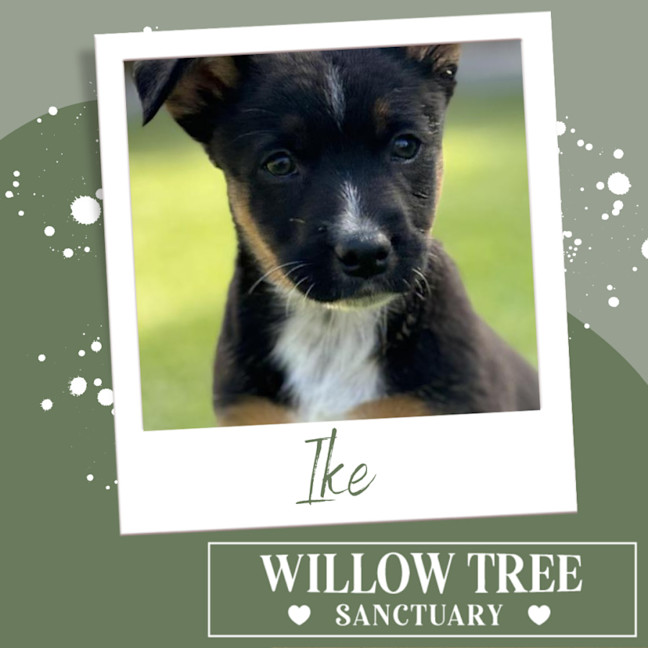 Photo of Ike