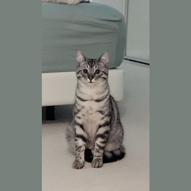 Photo of Tinsel