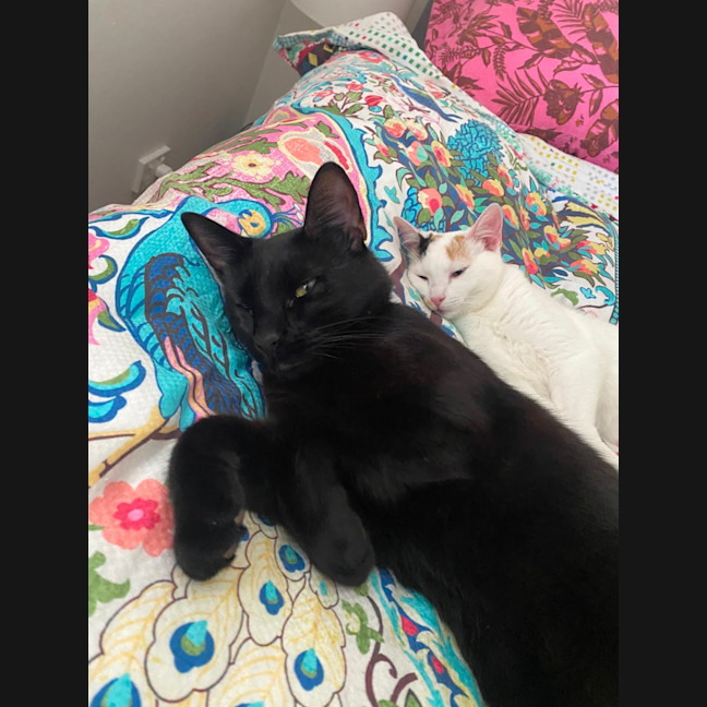 Photo of Slinky   1.5 Year Old Domestic Shorthair