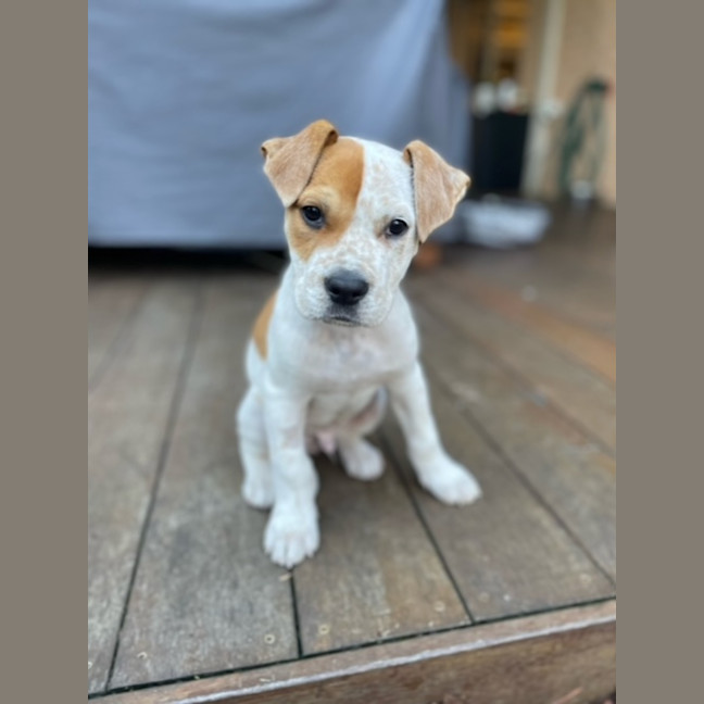 Photo of Sherbie 
