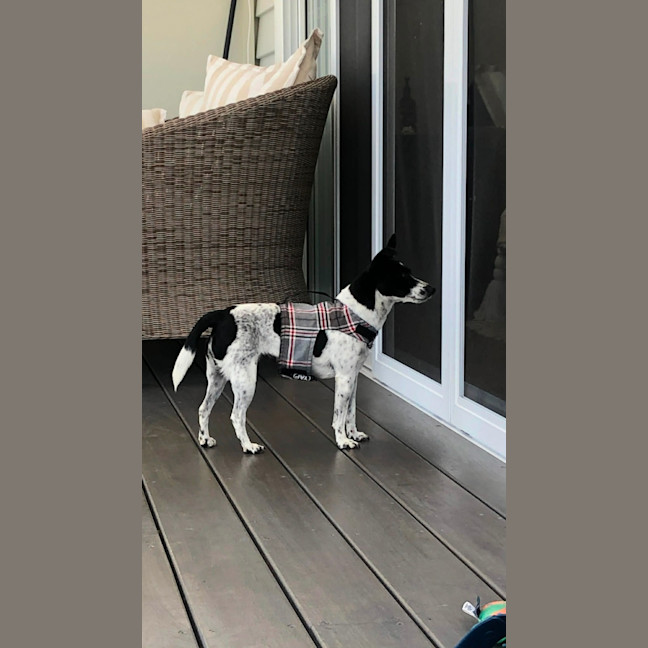 Photo of Bindi   5 Year Old Fox Terrier