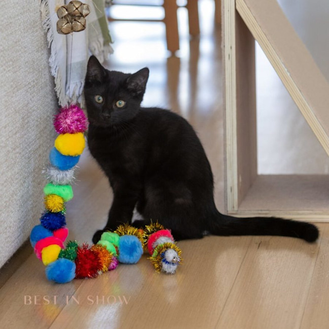 Photo of Onyx