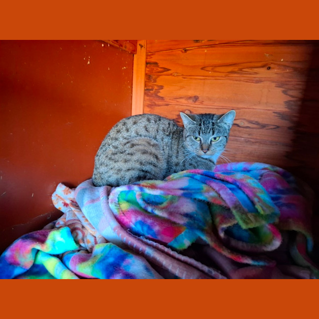 Photo of Stella