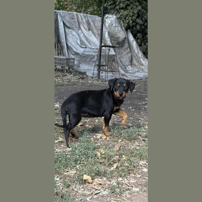 Photo of Frankie Raydar