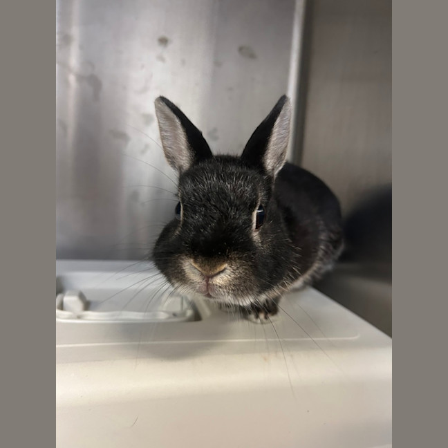 Photo of Mochi