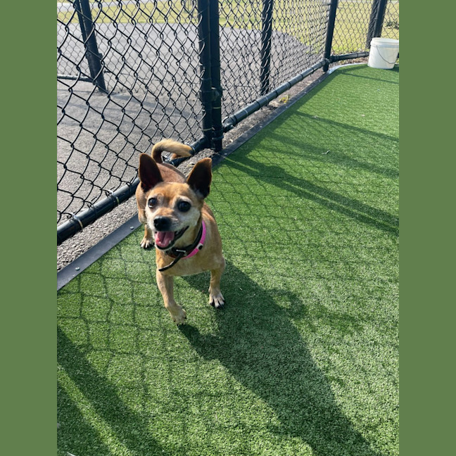 Photo of Molly Imp 1614