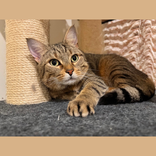 Photo of Nueve (Nui)