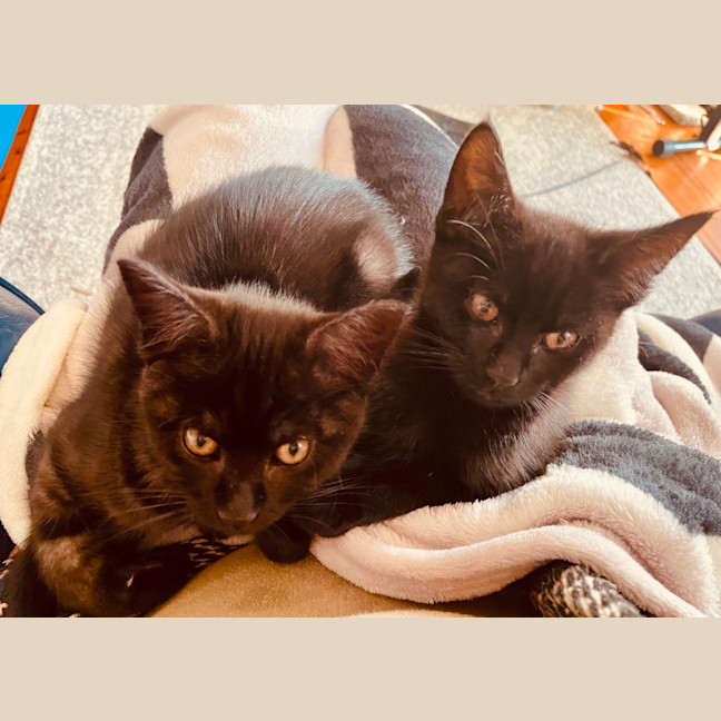 Photo of Rumor & Cider