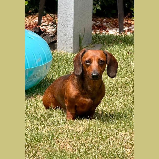 Photo of Winnie   4 Year Old Dachshund