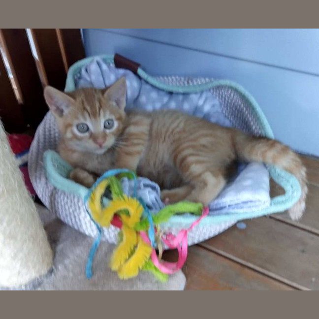 Photo of Charlie (Was Nutmeg)