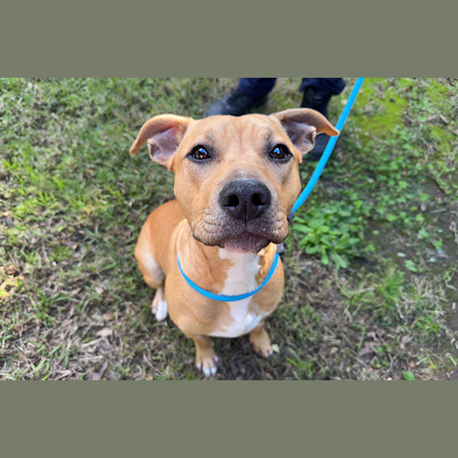 Photo of Maple