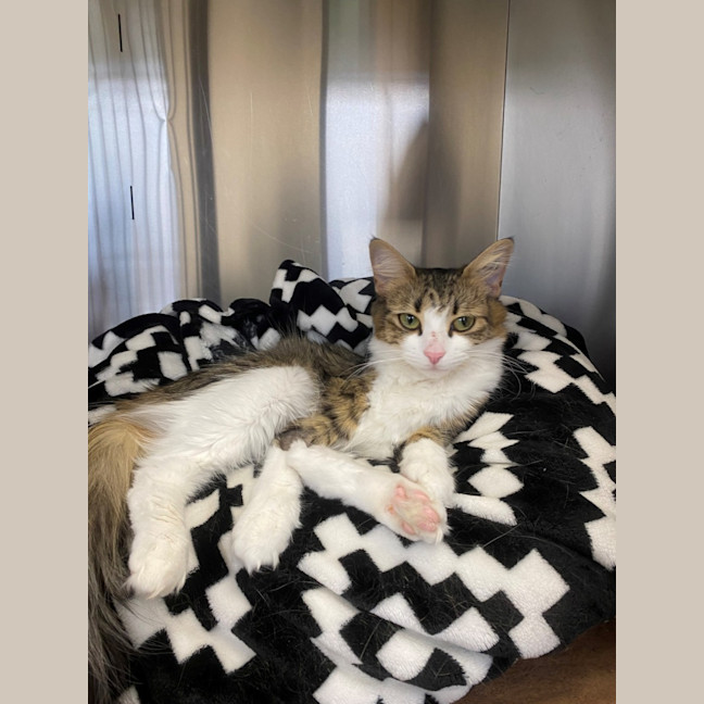 Photo of Polly