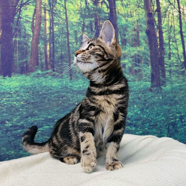 Photo of Stewie   Located In Keilor