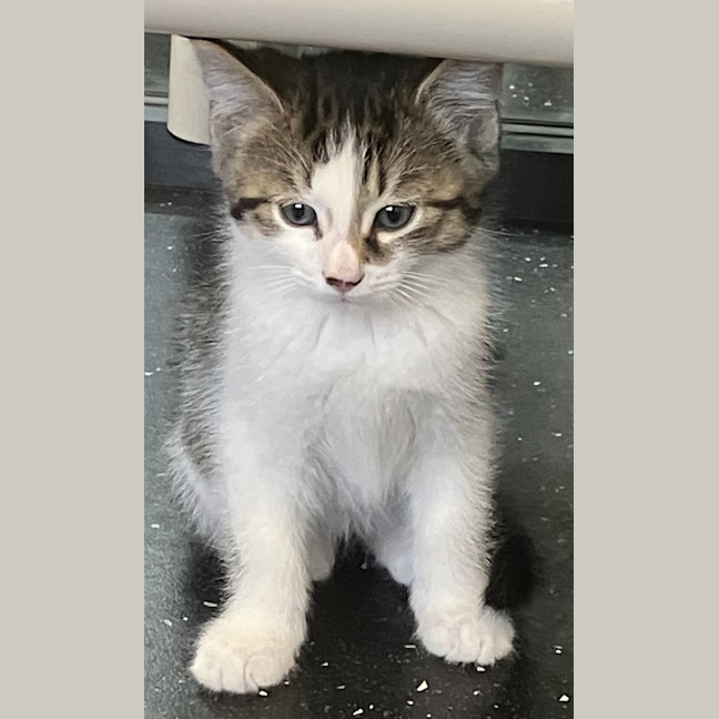 Photo of Lord Macguffin