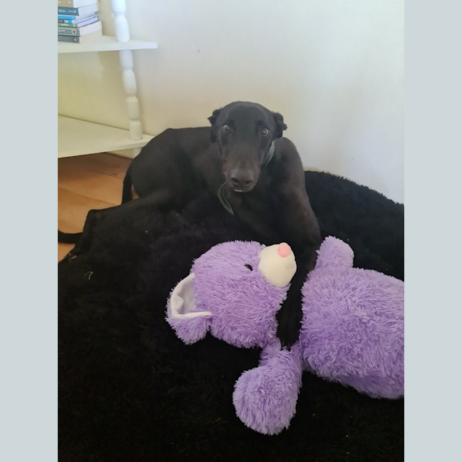 Photo of Goose
