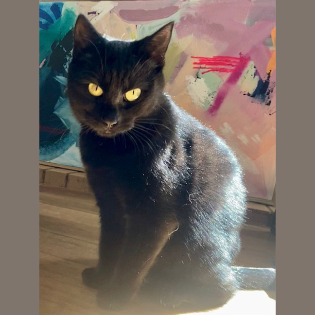 Photo of Raven