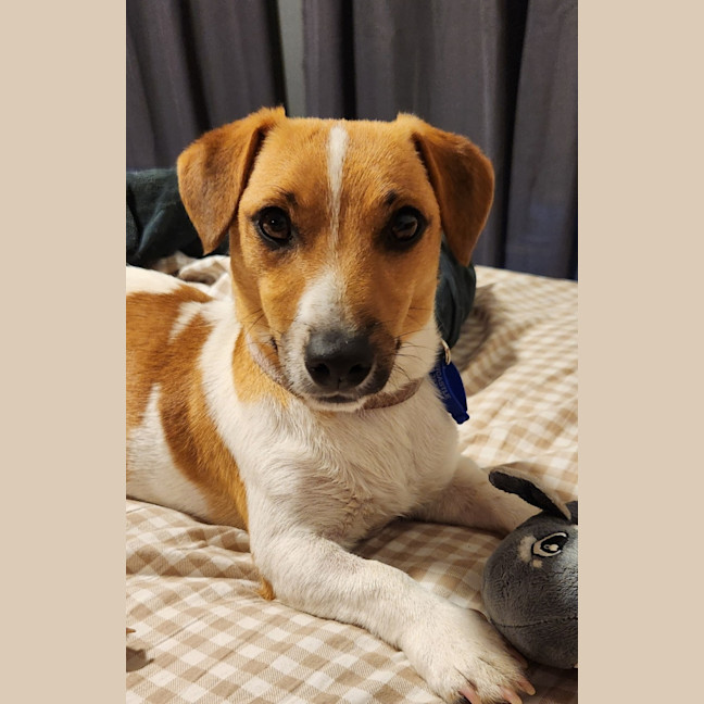 Photo of Snuggles   1 Year Old Jack Russell 