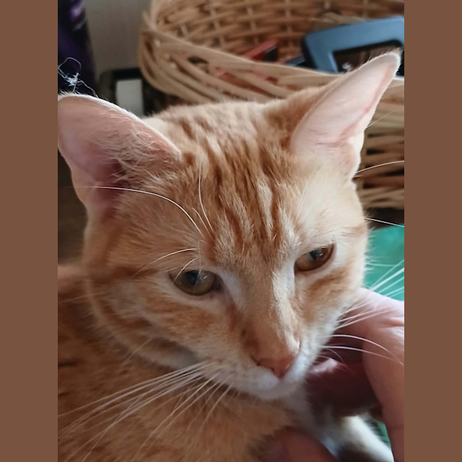 Photo of Clementine 