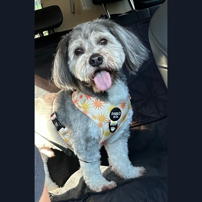 Photo of Harry 🐾🐶