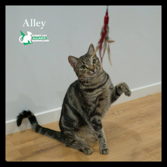 Photo of Alley