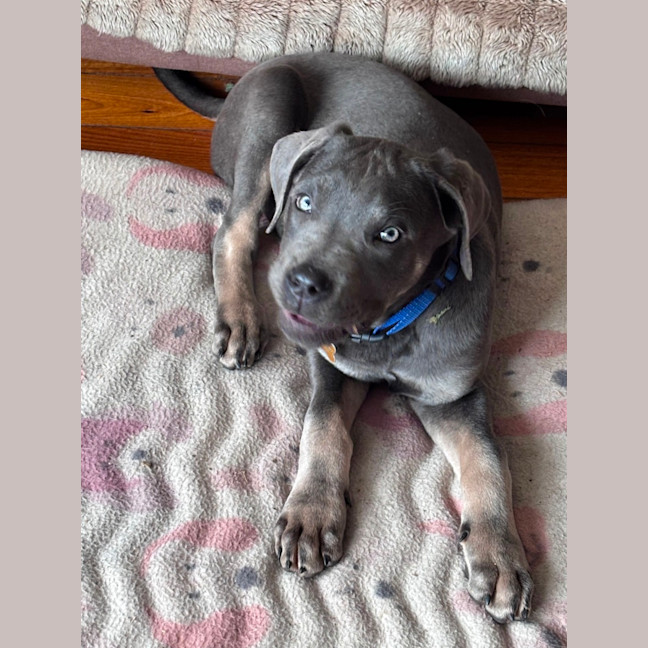 Photo of Enzo