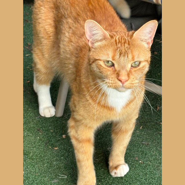 Photo of Boots (And Missy)