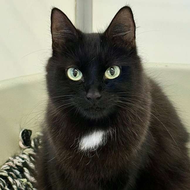 Photo of Flossie