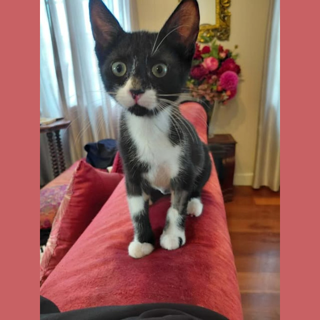 Photo of Nova