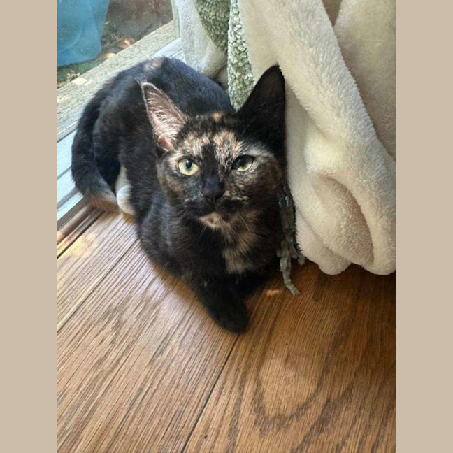 Photo of Peach 