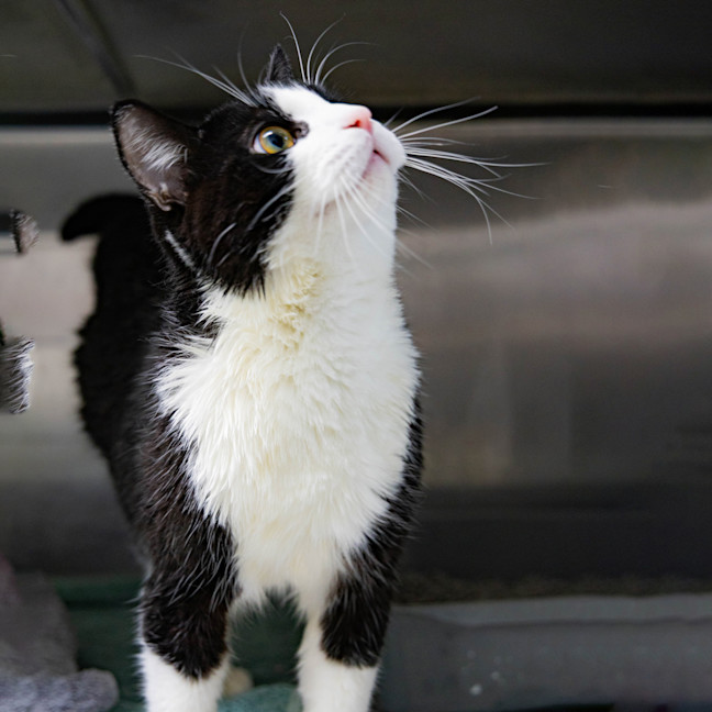 Photo of Domino