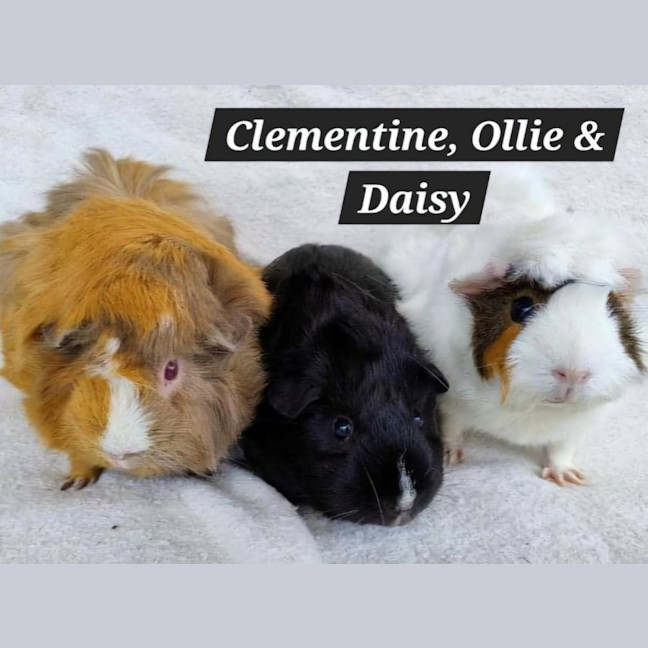 Photo of Clementine,  Ollie & Daisy