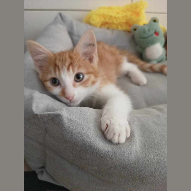 Photo of Lankey & Donkey Kong 