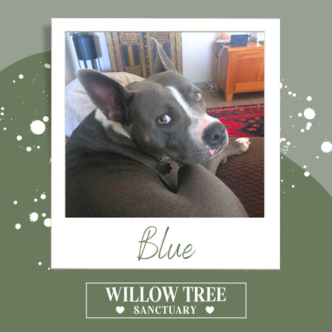 Photo of Blue