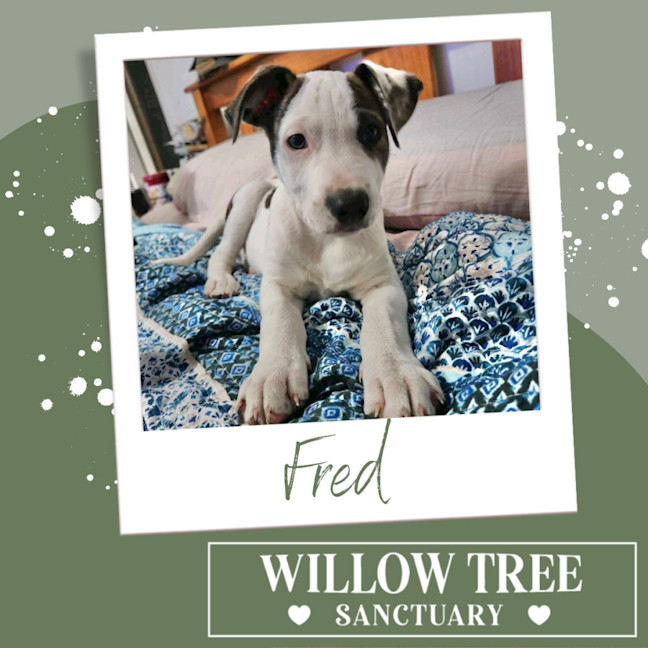 Photo of Fred