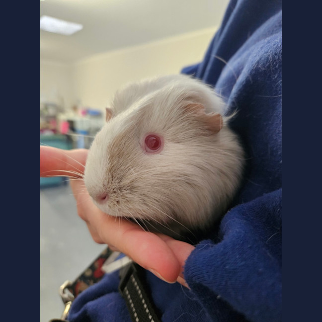 Photo of Cinnamon Bun