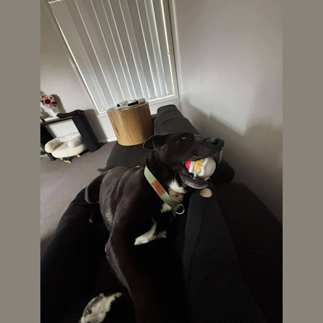 Photo of Bobo