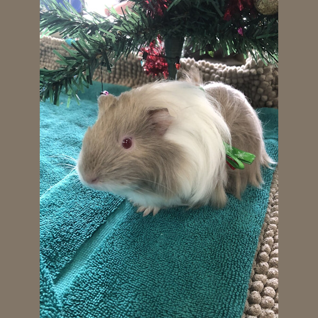 Photo of Romeo