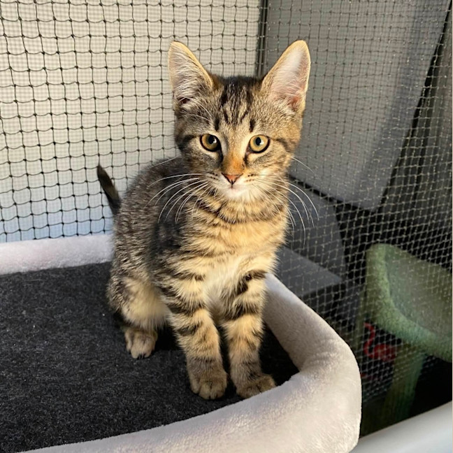 Photo of Fudge