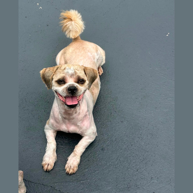 Photo of Chewy And Warf 🐶😎