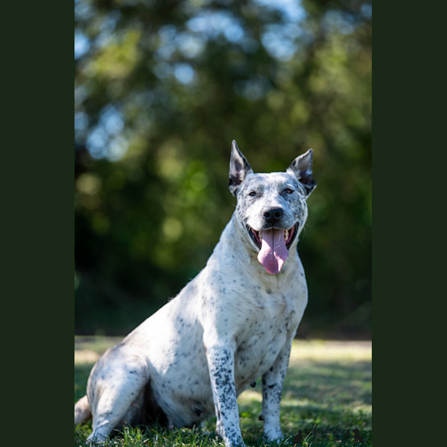 Photo of Pepper