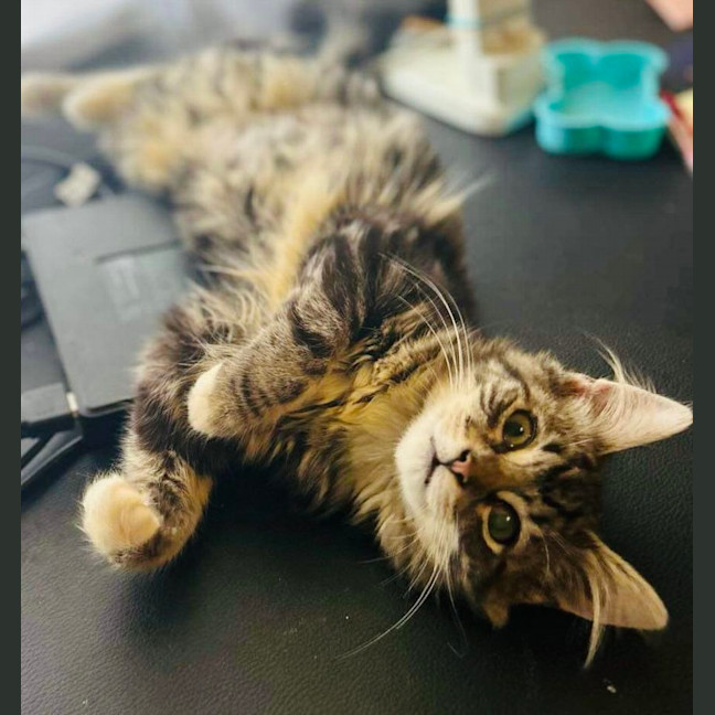 Photo of Jesse   Located In Surrey Hills 