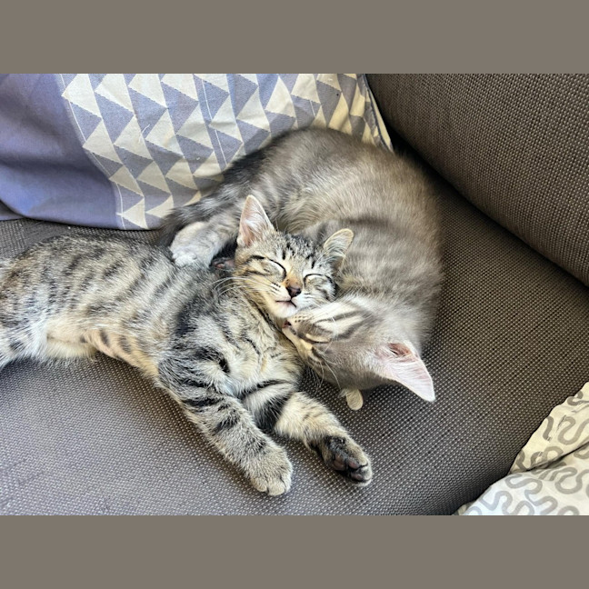 Photo of Mango / Slay