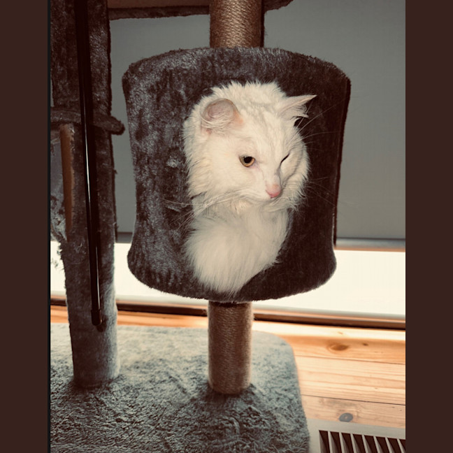 Photo of Azrael ( Azi )