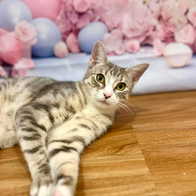 Photo of Lulu   In Foster Care In Doreen