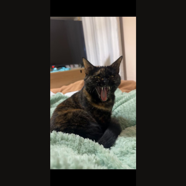Photo of Trixie