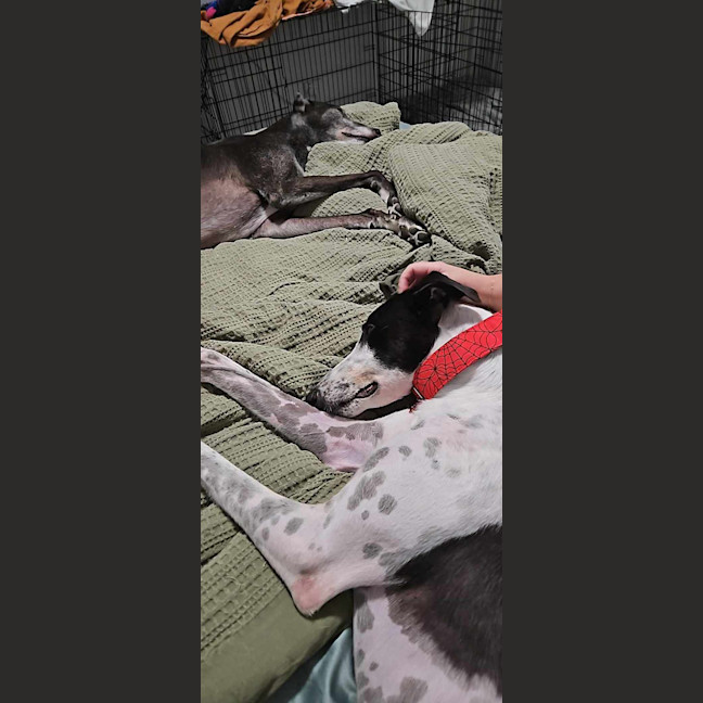 Photo of Harry, The Cat Tolerant Greyhound 