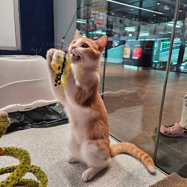 Photo of Little Jack