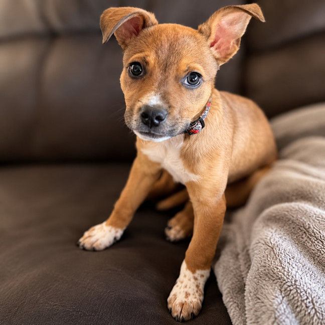 Photo of Churro